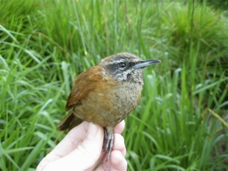 An adult male plain-tailed wren captured on the slopes of Antisana volcano at the Yanayacu Biological Research Station and Center for Creative Studies. Certain birds living in the Andes Mountains sing duets, taking turns as they song goes along. 